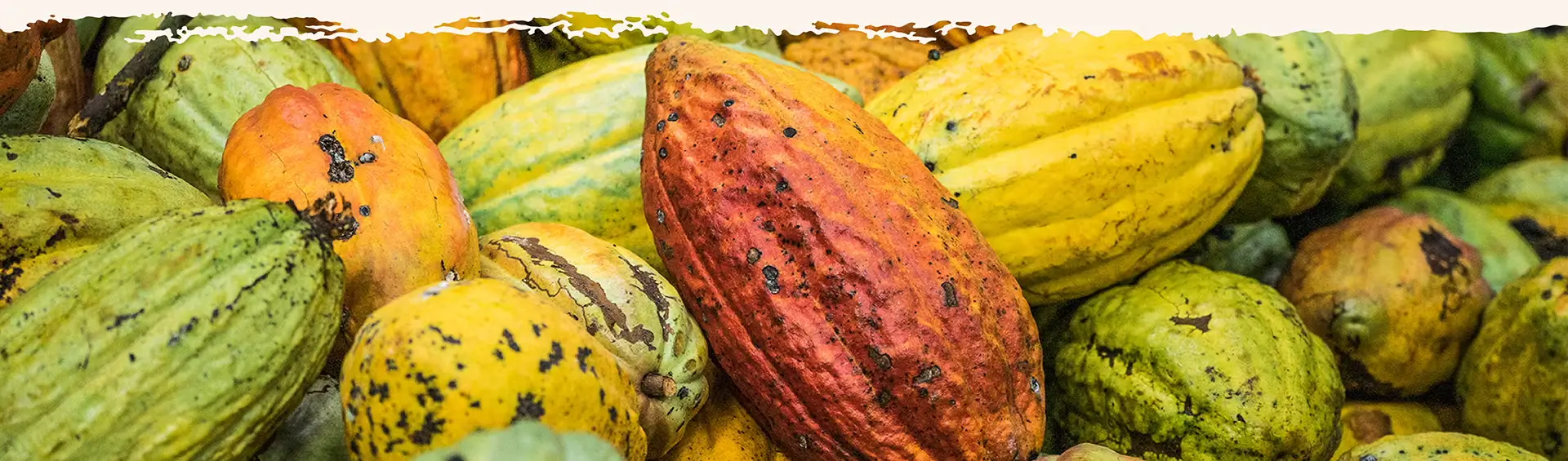 Assorted cacao fruits including green, yellow, and red ones.